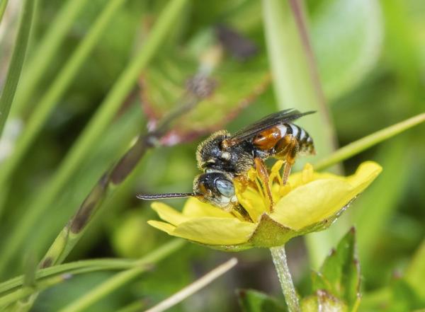 Les abeilles sauvages de Suisse  - Nomada tormentillae