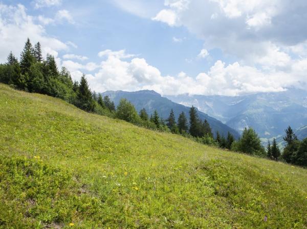 Les abeilles sauvages de Suisse  - Nomada tormentillae