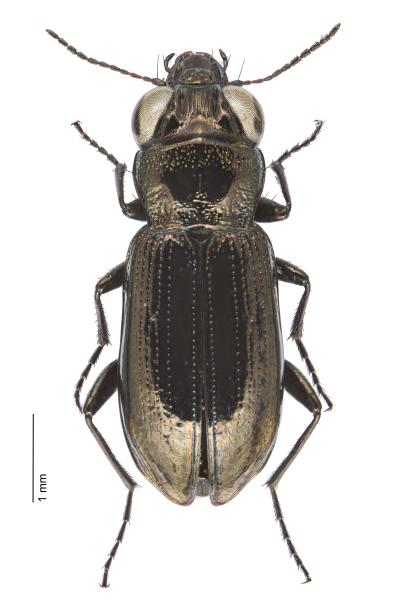   - Notiophilus aquaticus