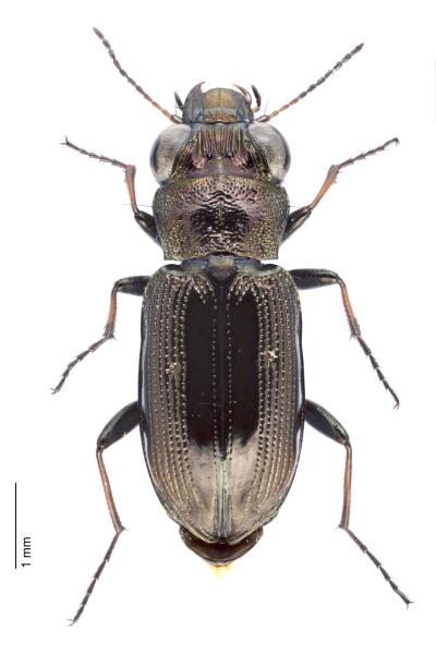   - Notiophilus biguttatus