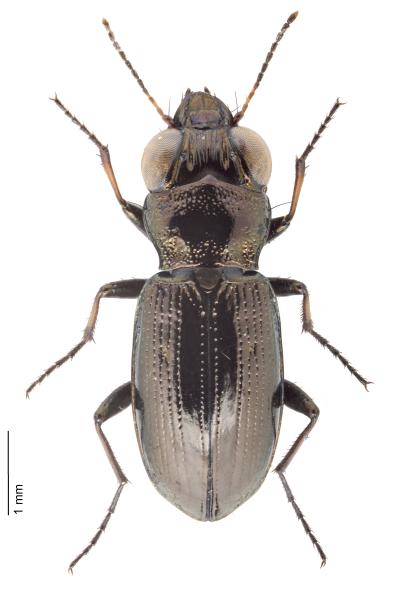   - Notiophilus germinyi