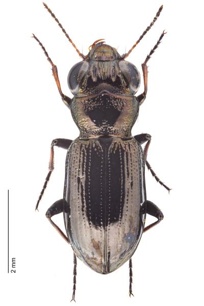   - Notiophilus palustris