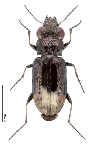   - Notiophilus quadripunctatus