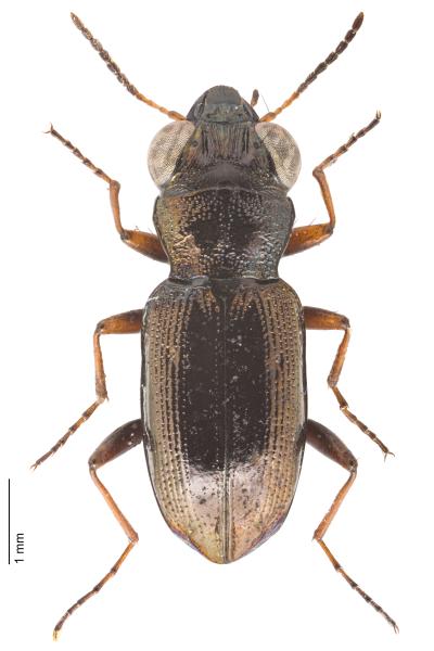   - Notiophilus rufipes