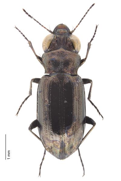  - Notiophilus substriatus