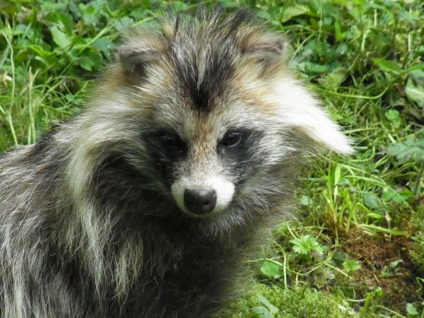 Les espèces néozones de Suisse Chien viverrin - Nyctereutes procyonoides