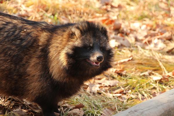Les espèces néozones de Suisse Chien viverrin - Nyctereutes procyonoides