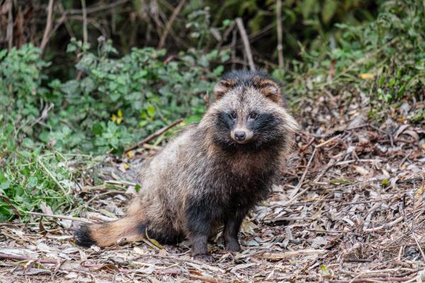 Les espèces néozones de Suisse Chien viverrin - Nyctereutes procyonoides