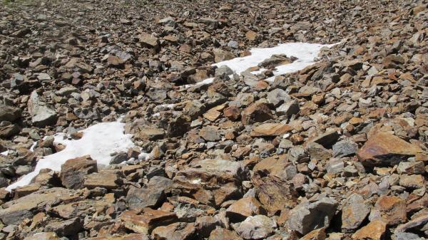   - Oreonebria angusticollis