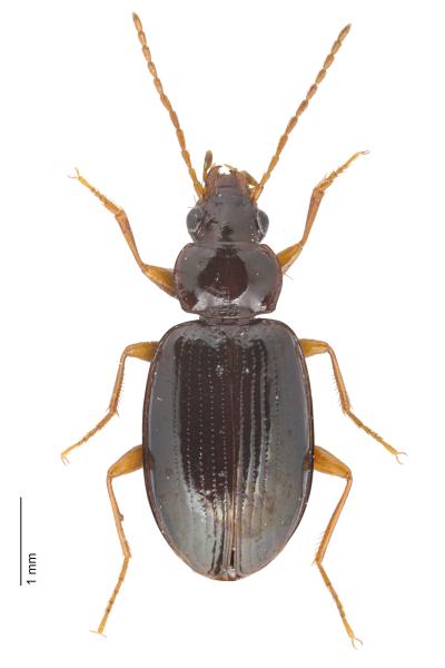   - Ocys quinquestriatus quinquestriatus