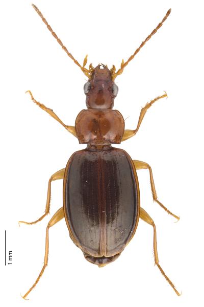   - Ocys tachysoides