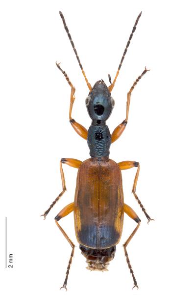 Carabes de Suisse  - Odacantha melanura