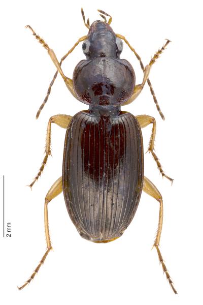   - Olisthopus rotundatus rotundatus