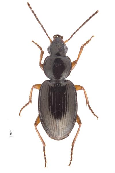   - Olisthopus sturmii