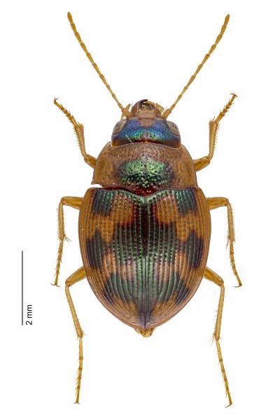 Carabes de Suisse  - Omophron limbatum