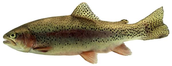  Regenbogenforelle  - Oncorhynchus mykiss 