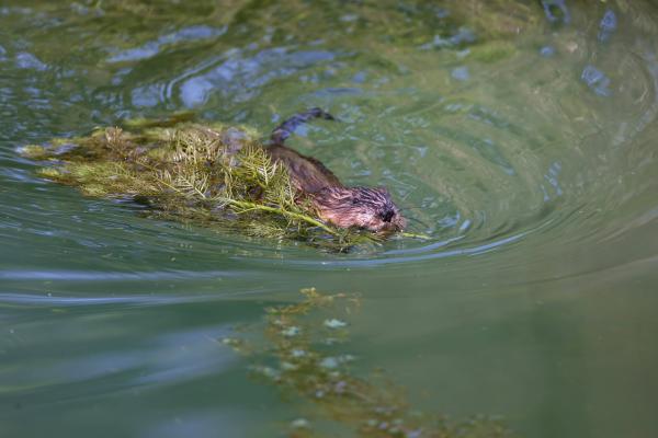 Les espèces néozones de Suisse Rat musqué - Ondatra zibethicus