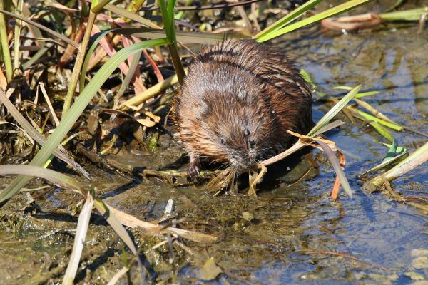 Les espèces néozones de Suisse Rat musqué - Ondatra zibethicus