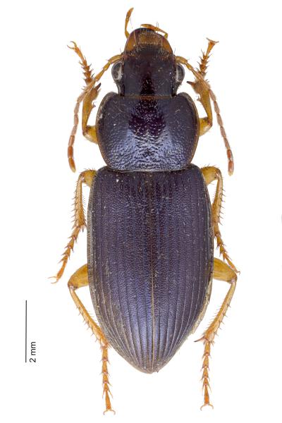   - Ophonus ardosiacus