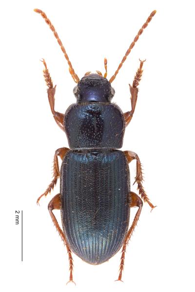   - Ophonus azureus