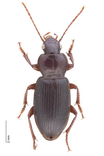   - Ophonus cordatus