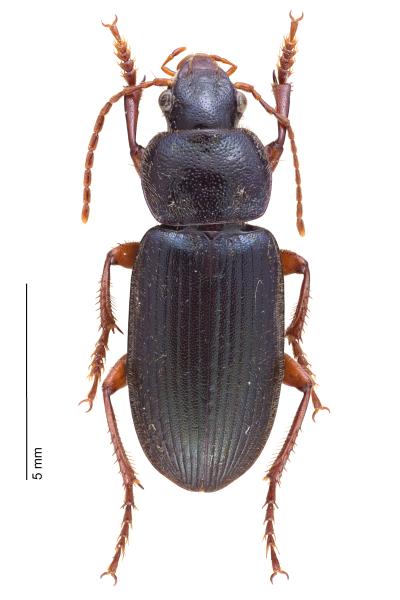   - Ophonus diffinis