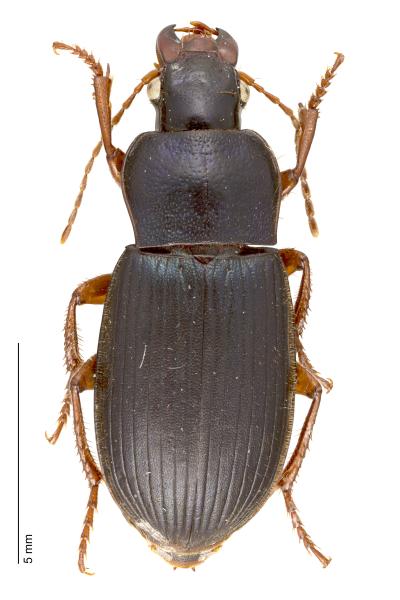   - Ophonus laticollis