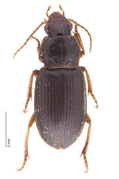   - Ophonus parallelus