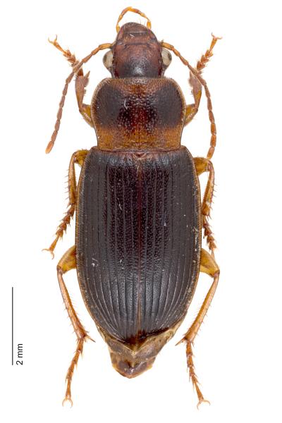   - Ophonus puncticeps