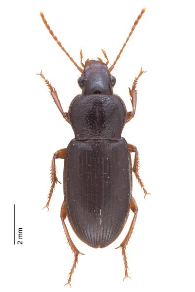   - Ophonus puncticollis