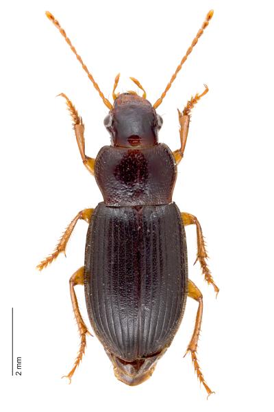   - Ophonus rufibarbis