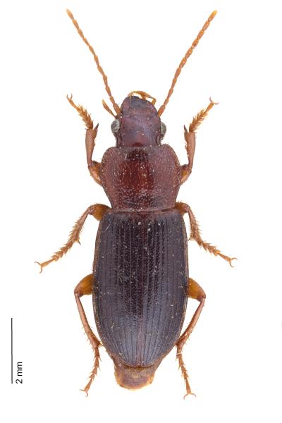   - Ophonus rupicola