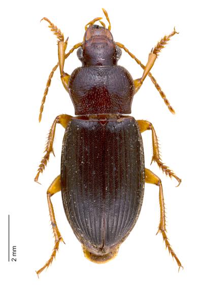   - Ophonus schaubergerianus