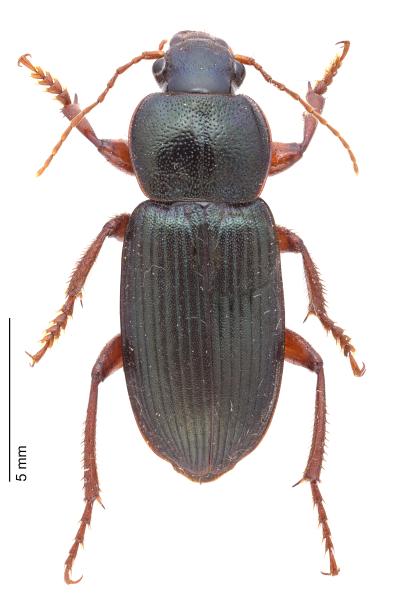   - Ophonus stictus