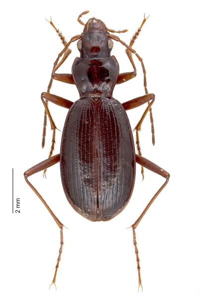   - Oreonebria angustata