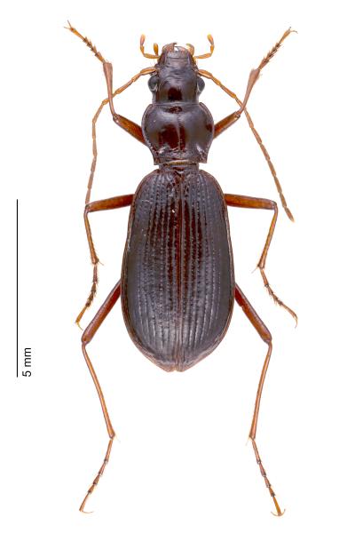   - Oreonebria angusticollis