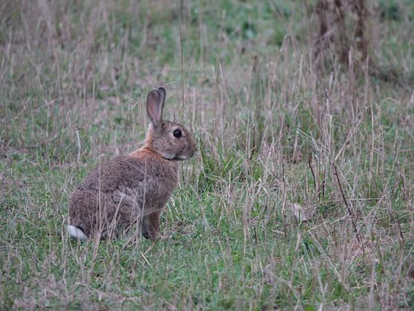 Les espèces néozones de Suisse Lapin de garenne - Oryctolagus cuniculus
