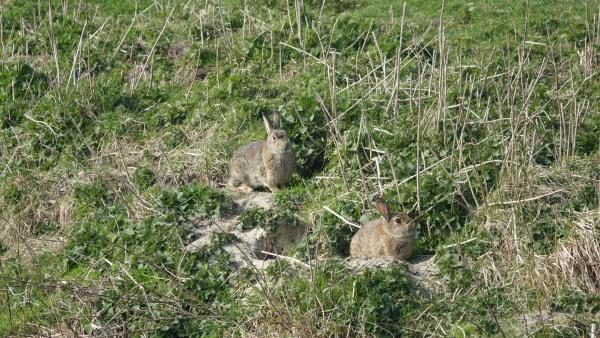 Les espèces néozones de Suisse Lapin de garenne - Oryctolagus cuniculus