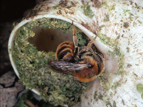 Les abeilles sauvages de Suisse  - Osmia aurulenta