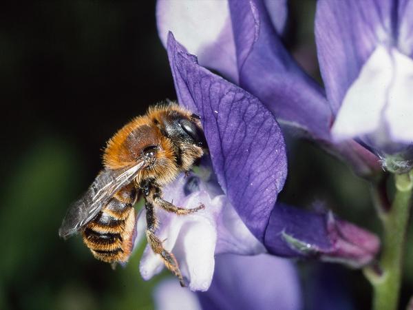 Les abeilles sauvages de Suisse  - Osmia aurulenta