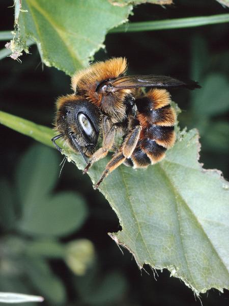 Les abeilles sauvages de Suisse  - Osmia aurulenta