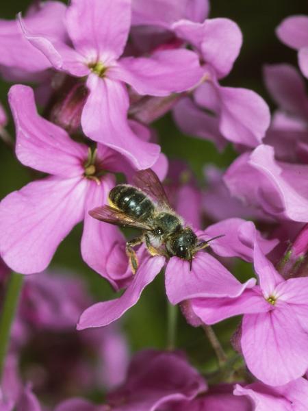 Wildbienen der Schweiz Schöterich-Mauerbiene - Osmia brevicornis
