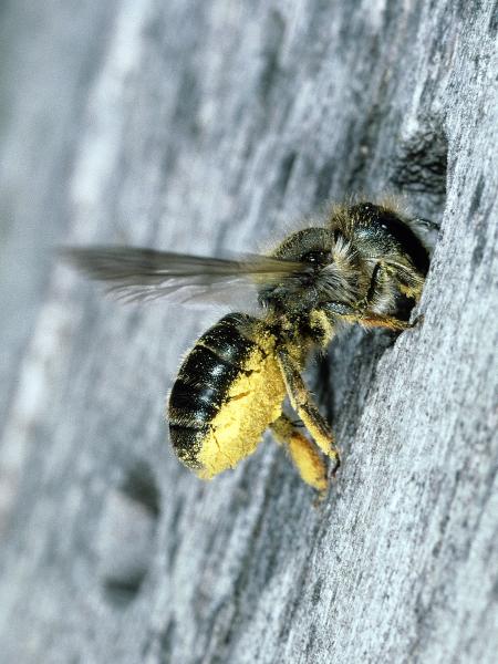 Wildbienen der Schweiz Schöterich-Mauerbiene - Osmia brevicornis
