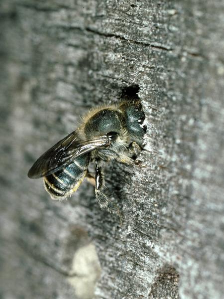 Wildbienen der Schweiz Blaue Mauerbiene - Osmia caerulescens