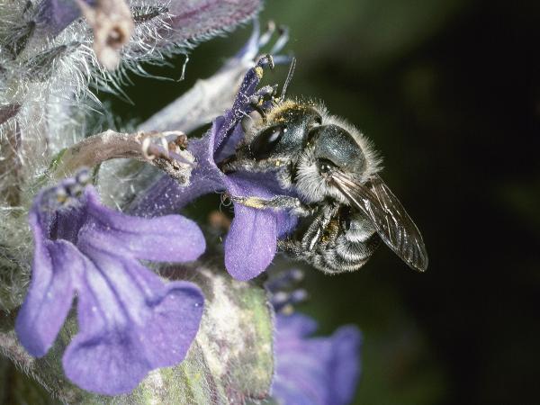 Wildbienen der Schweiz Blaue Mauerbiene - Osmia caerulescens