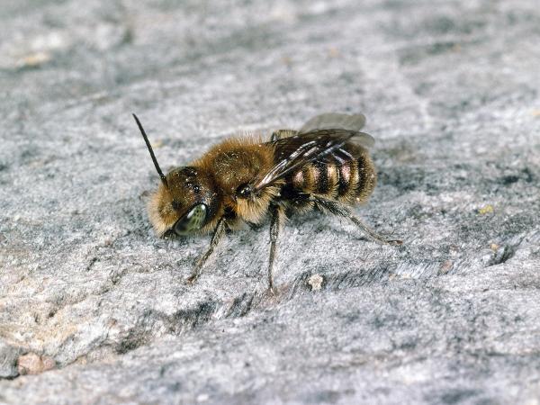 Wildbienen der Schweiz Blaue Mauerbiene - Osmia caerulescens