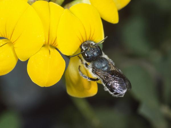 Wildbienen der Schweiz Blaue Mauerbiene - Osmia caerulescens