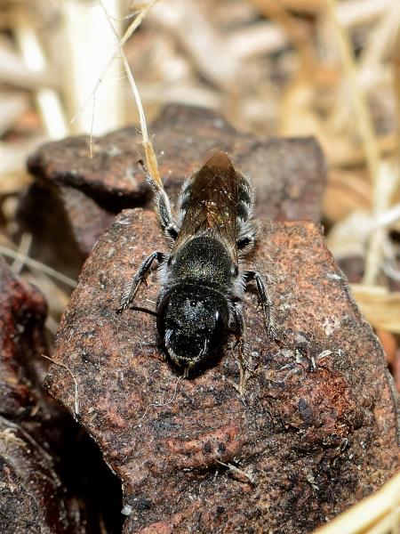 Wildbienen der Schweiz Gallen-Mauerbiene - Osmia gallarum