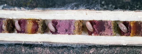 Wildbienen der Schweiz Zweihöckerige Mauerbiene - Osmia leaiana