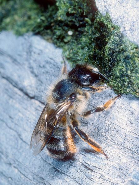 Wildbienen der Schweiz Östliche Felsen-Mauerbiene - Osmia mustelina